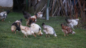 https://pollo.info/razas-de-gallinas-grises